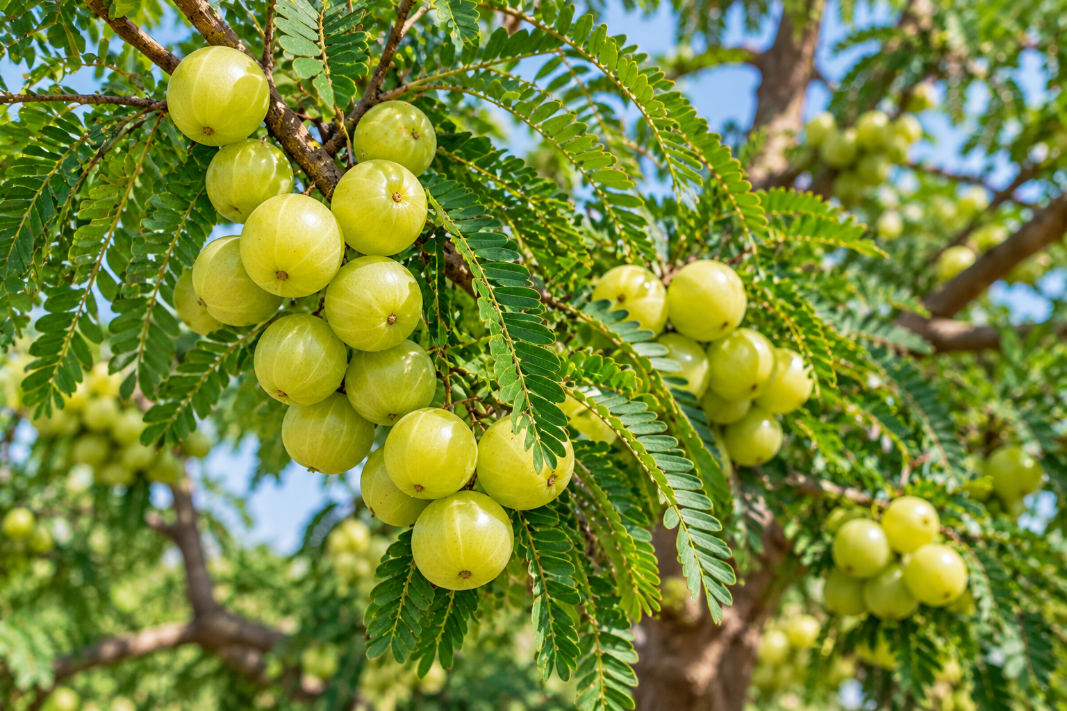 Amla tree Indian gooseberry with clusters of green amla fruits and feathery leaves growing in a sunny home garden