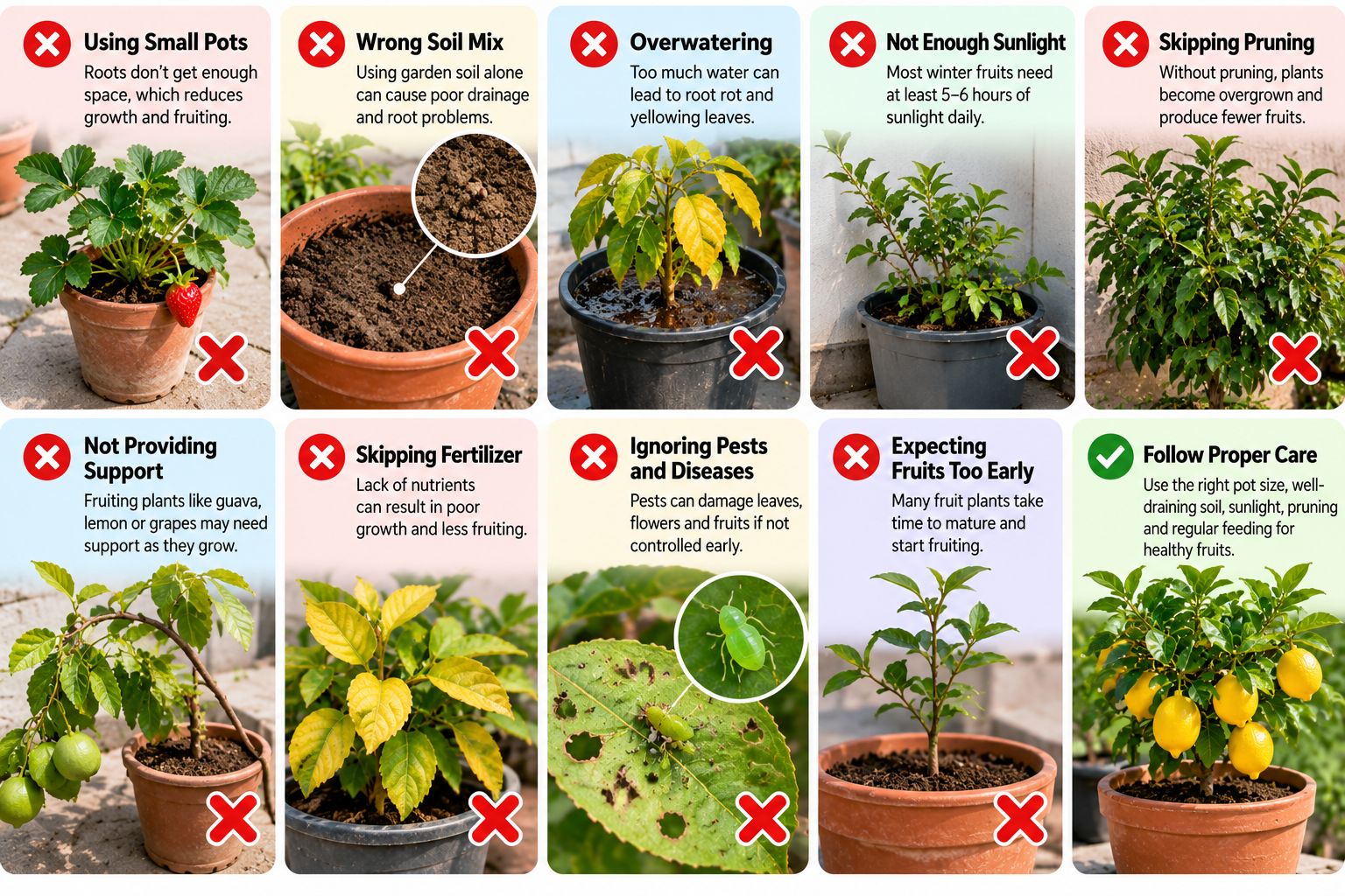 Common mistakes when growing winter fruit plants, including small pots, poor soil, overwatering, low sunlight, skipping pruning, lack of fertilizer, pests and expecting fruits too early