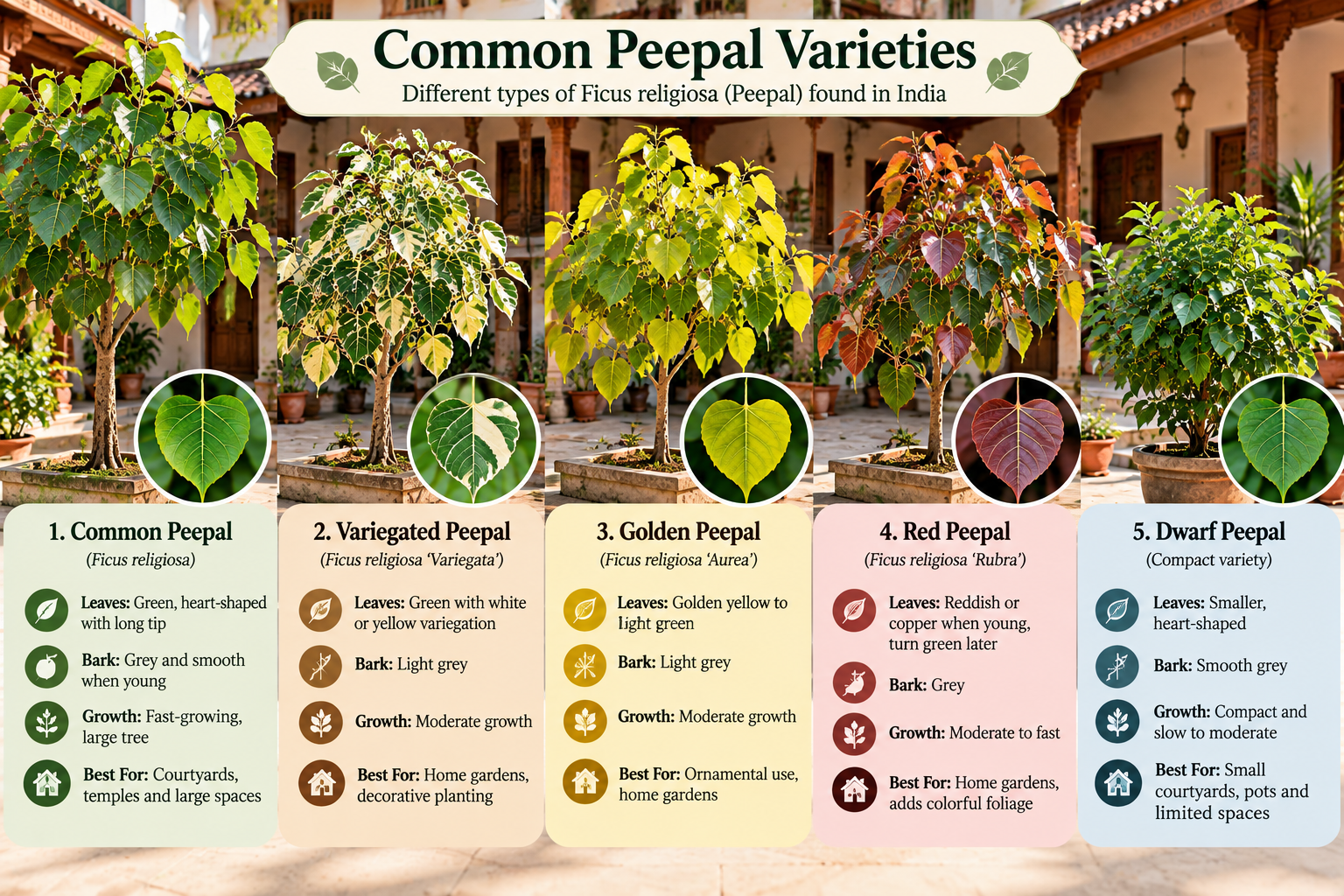 Peepal varieties infographic showing common, ornamental and differently colored Ficus religiosa forms