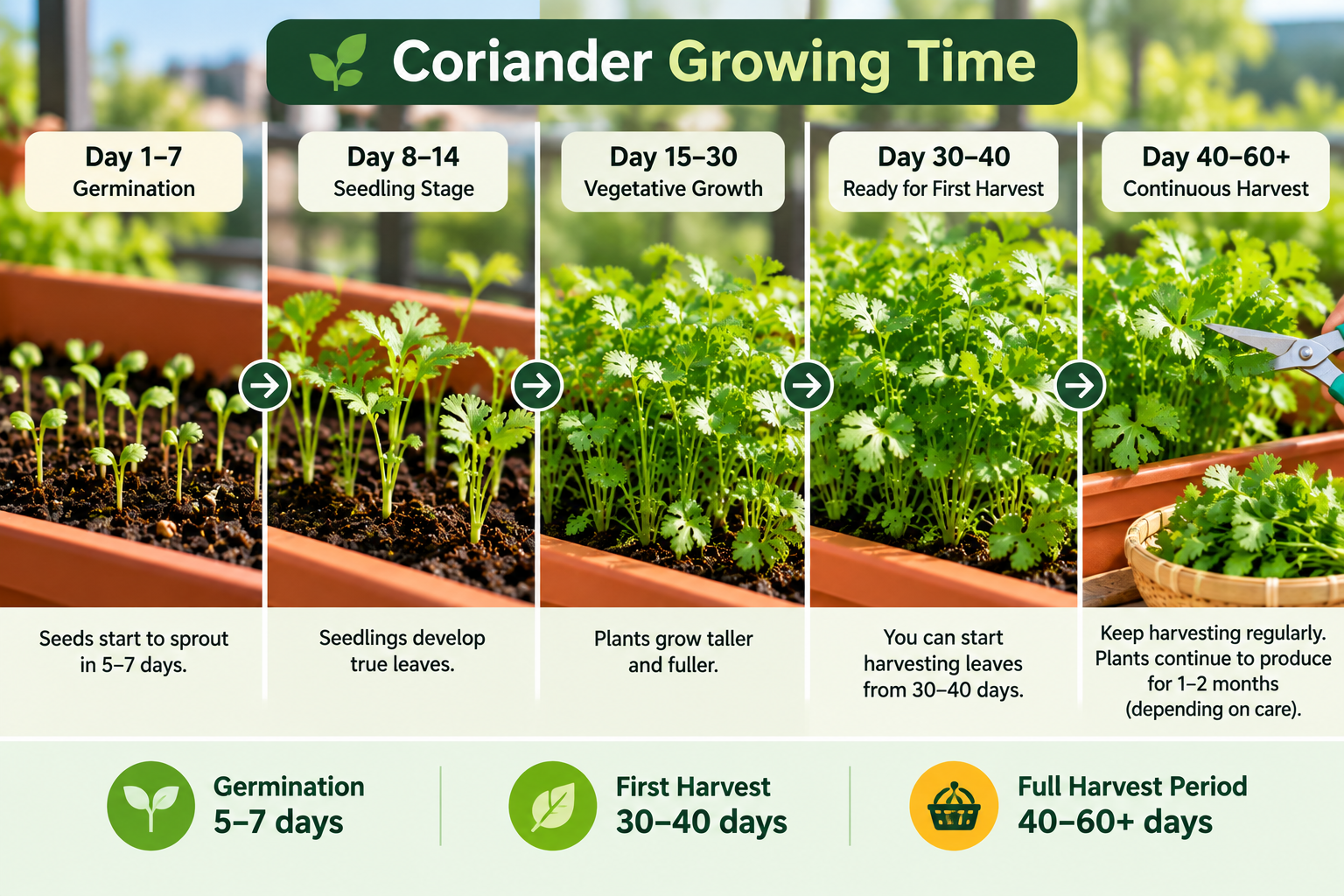 Coriander growing timeline from seed germination and seedling stage to leafy growth, first harvest and continuous harvesting