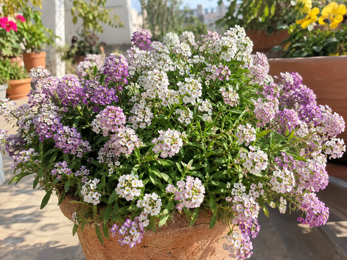 White pink and purple Sweet Alyssum flowers blooming in a pot during the winter season in an Indian balcony garden