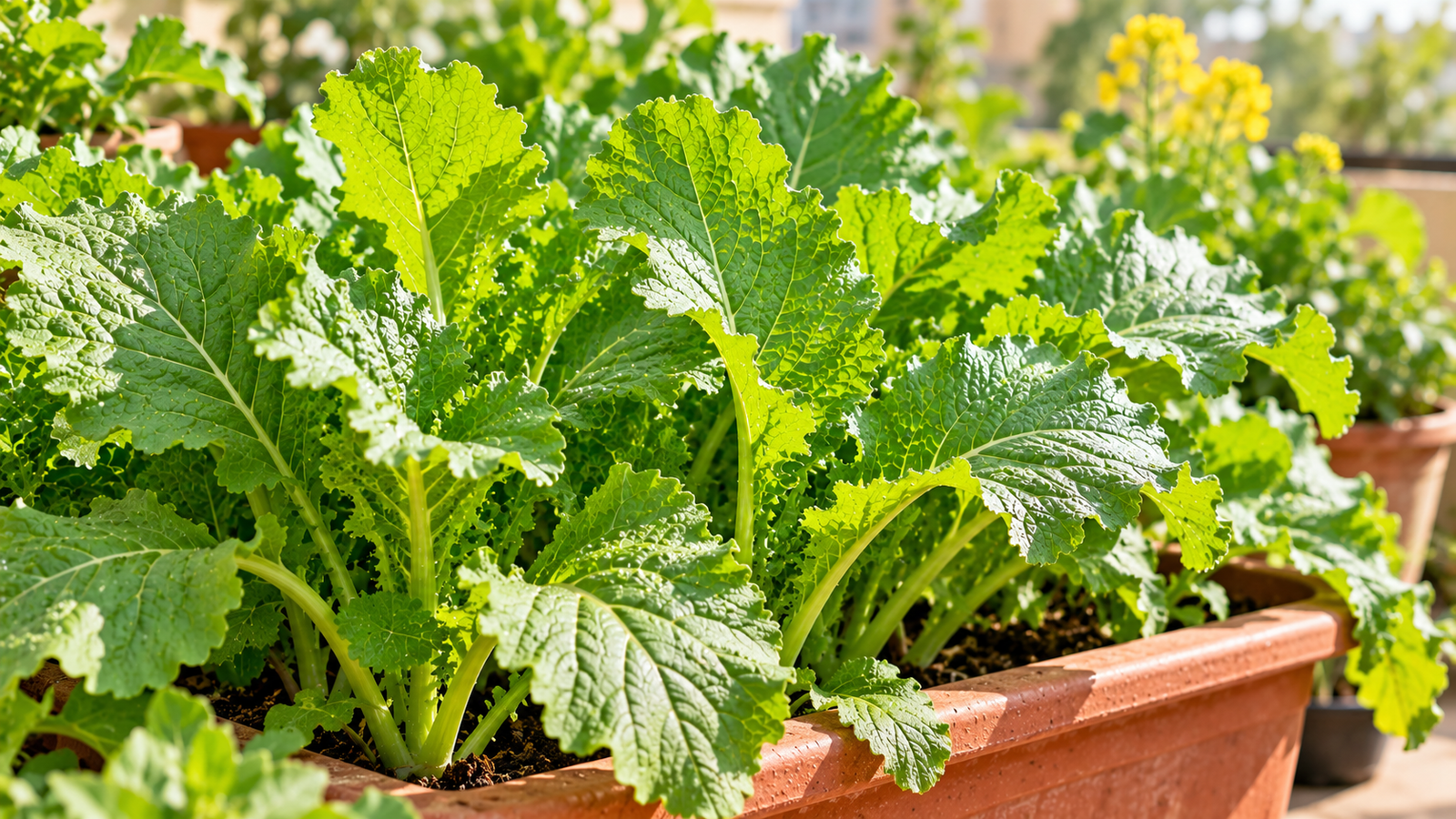 Fresh green mustard leaves growing in a container garden