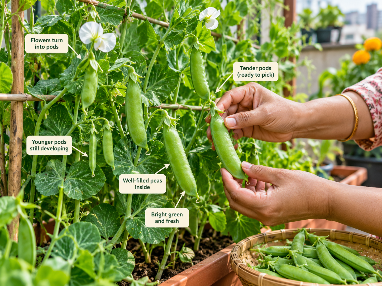 Harvesting fresh garden peas from a green pea plant at home