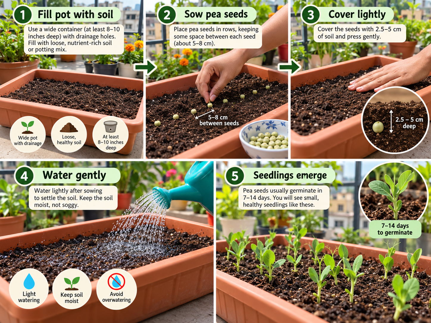 Step-by-step guide to growing peas from seed at home